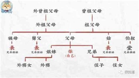 堂表兄弟怎麼分